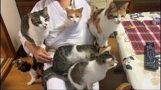 全のせ猫マシマシ(ちょっとだけよ)
