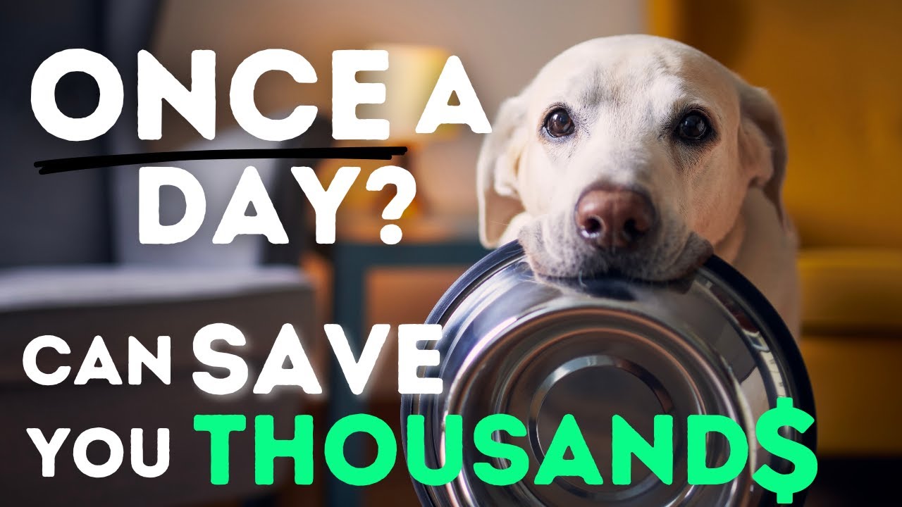 Two easy changes:  save money on vet bills, and add years to your pet's life