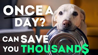 Two easy changes:  save money on vet bills, and add years to your pet's life