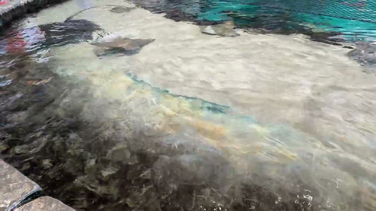 Бассейн для общения со скатами в парке Sea World Yas Island в Абу-Даби, ОАЭ.