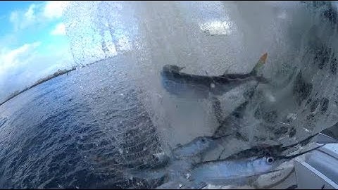 Cast Netting Huge Schools of Ballyhoo