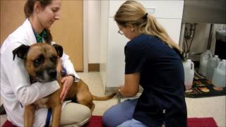Task 30; Clean dog ears