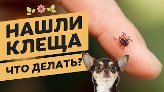 Что делать, если нашли на собаке клеща | Интернет-зоомагазин pethouse.ua Что делать, если нашли на собаке клеща | Интернет-зоомагазин pethouse.ua
