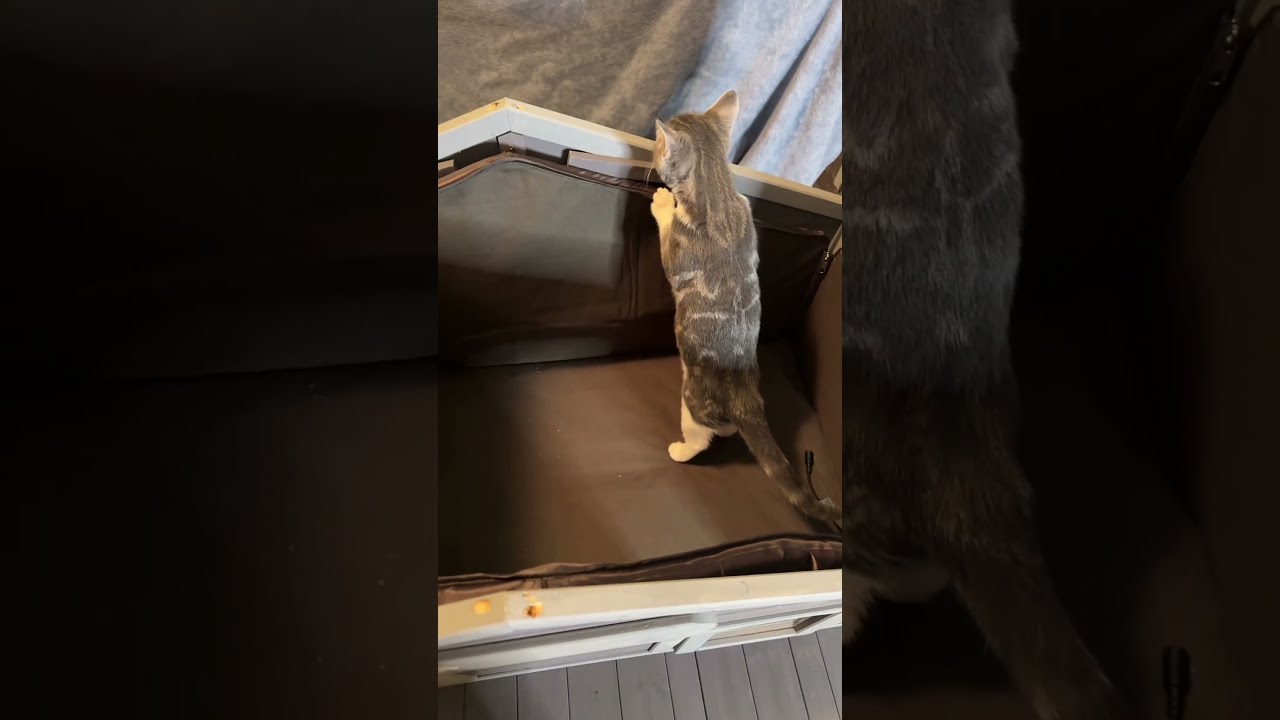 New Cat House Aivituvin Cathouse