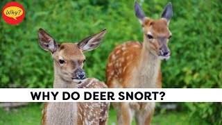 Why do deer snort | Deer Facts | Fascinating facts #6 | Why Things Happen
