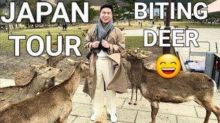 ⛩ JAPAN WALKING TOUR, CUTE ANIMAL PARADISE IN JAPAN, 奈良市, 日本, 4K HDR