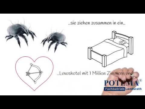 potema-matratzenreinigung-mainz/wiesbaden