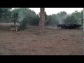 Lion Pride vs. Buffalo Herd in Zambia&#39;s Lower Zambezi National Park