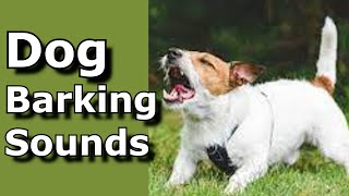 Dog Barking Sounds (See How Your Dog REACTS) #prankyourdog #dog #dogs