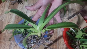 Tối 26 tháng 6 | sưu tầm 22 đơn nghinh xuân - đai châu - ngọc điểm chuẩn buôn đôn