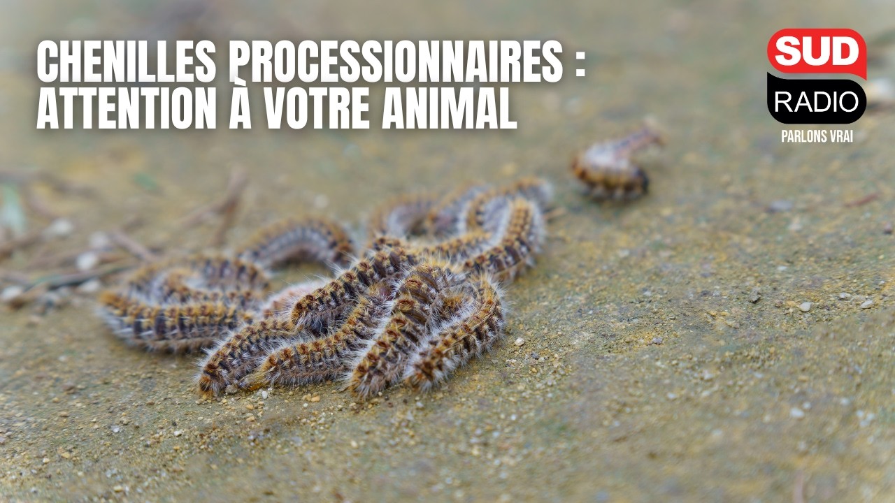 Retour des chenilles processionnaires : attention à votre animal de compagnie