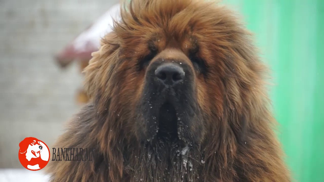 АЛДАРТ нохдын шууд төл монголд