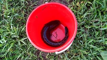 hướng dẫn mắc mồi trùn giun cắm câu cá lóc.cá gặp là táp