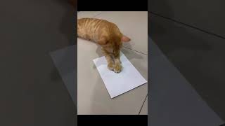 Funny Cat Videos 😹😹Funniest Cat Ever 🤣 | TikTok Compilation 2021 by khocengorend 16 views 2 years ago 4 minutes, 35 seconds