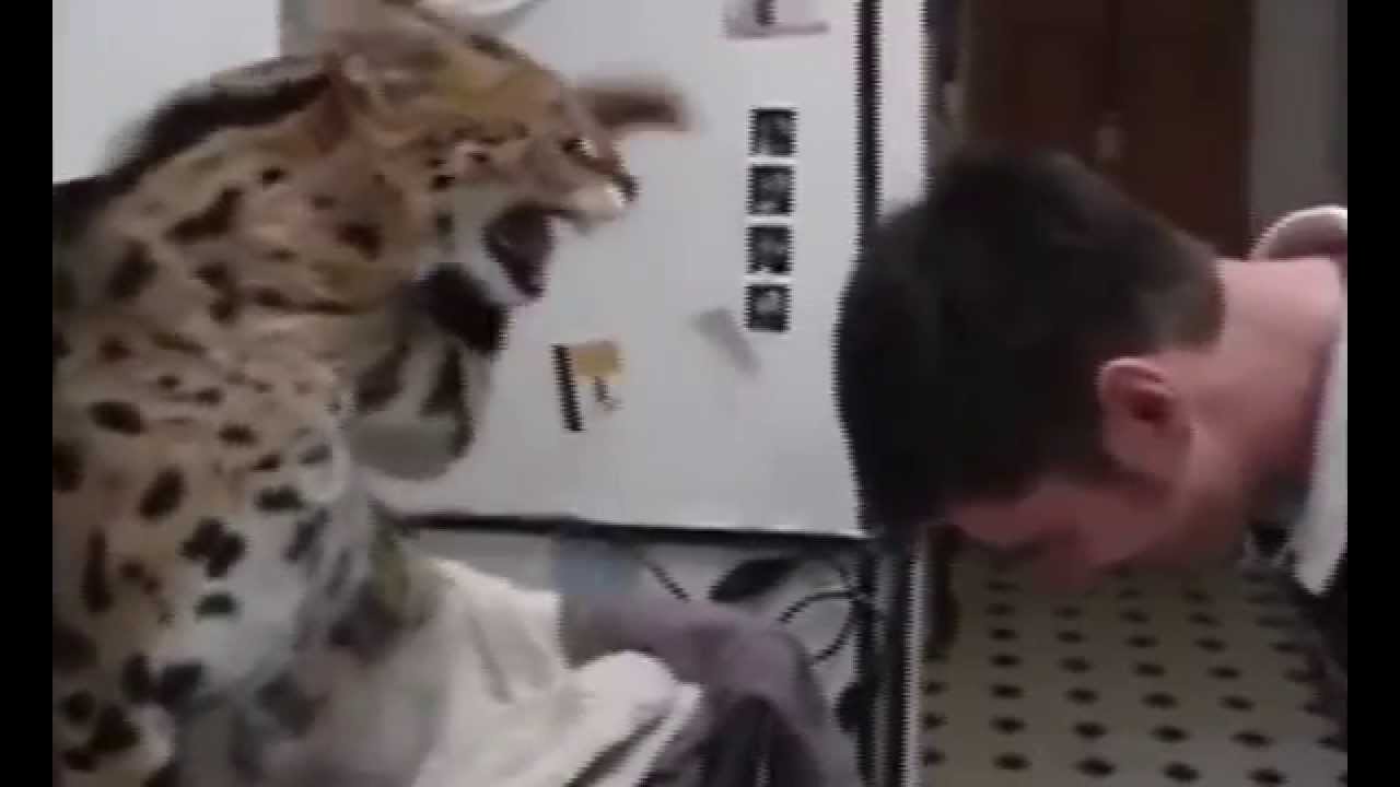 нападающий кот. черный кот кусается. кот нападает на хозяина. кот прыгает. рыжий бенгал.