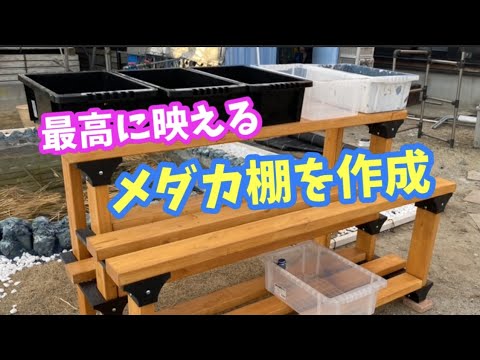 すべての理想を現実にしたメダカ棚を作りました。【メダカ】