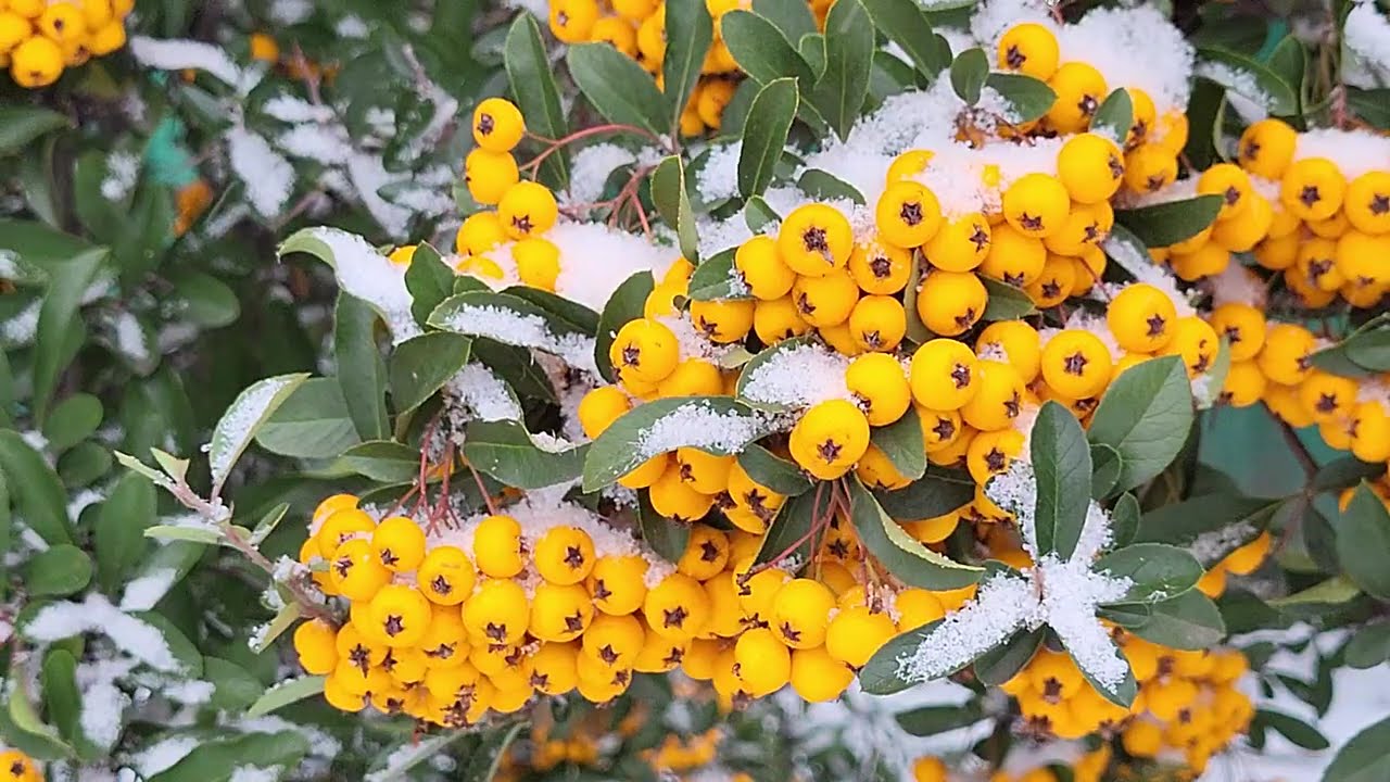 Pyracantha Covered in First Snow - Winter Garden