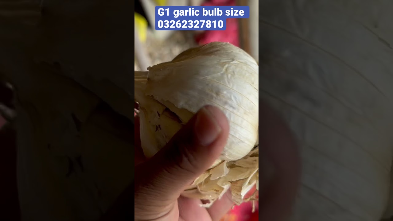 G1 garlic farming in pakistan| g1 garlic seed rate 