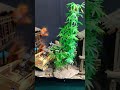 tank #model #models #miniature #diorama #jungle #ww2 #history #japan #army #tanks #tank #panzer #war
