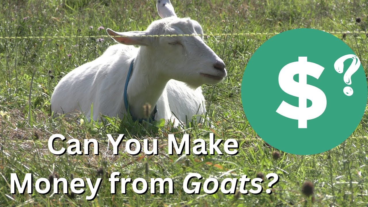 How Do You Raise GOATS FOR PROFIT Is There MONEY In GOATS Farming how-do-you-raise-goats-for-profit-is-there-money-in-goats-farming