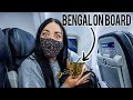 FLYING WITH A BENGAL CAT IN CABIN...   Also during COVID PANDEMIC