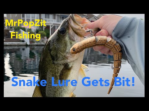 The snake lure gets bit. Topwater largemouth bass action. Aggressive green  fish. 