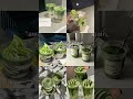 #ilevmatcha #short