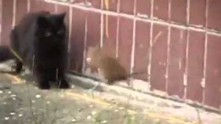 This Rat Is Too Hood, Mighty Mouse Runs Up On 4 Cats With No Fear!