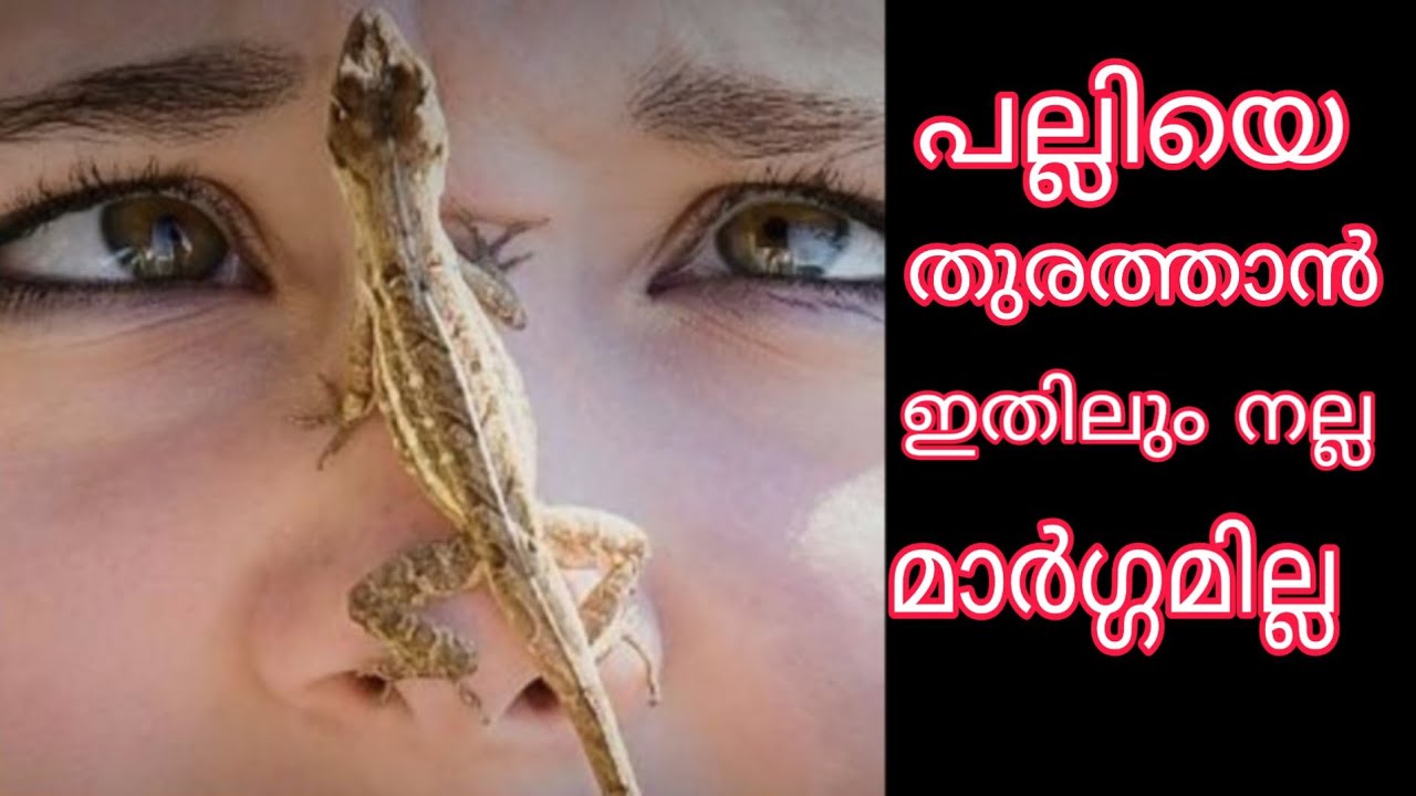 പല്ലിയെ തുരത്താൻ ഇതിലും നല്ല വഴി ഇല്ല How to get rid of Lizards