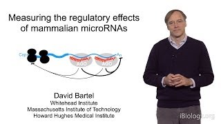 David Bartel (Whitehead Institute\/MIT\/HHMI) Part 2: MicroRNAs: Regulation by Mammalian microRNAs