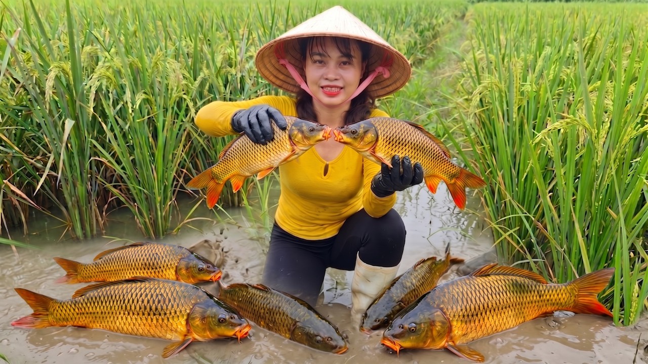 Shell Fish From Rice Feild A Huge Fish Catch in the Rice Fields – Cooking a Feast on the Farm ...