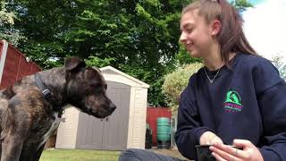 How to teach your puppy to take it and leave it which results in soft mouth screenshot 1