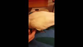 Parrot Picks a Fight with Cats!!! FREAKING HILARIOUS-Bird Kicks Cats' Butts!