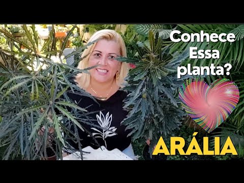 Vídeo: Tipos de Aralia - Aprenda sobre os cuidados com Aralias