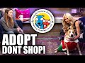 What You Can Do To Help Homeless Animals | Nashville Humane Association | Tomi Lahren Is Fearless