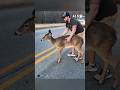 Man rescued distressed deer #shorts