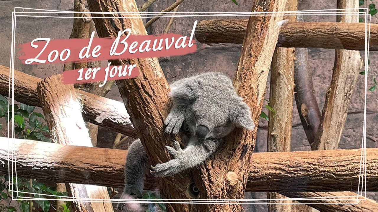 Notre 1ère journée au Zoo de Beauval