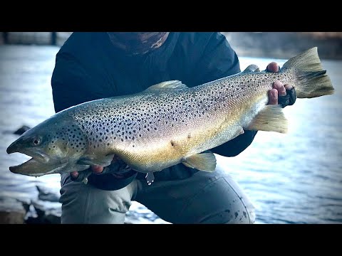 Steelhead Fishing with Lures & Dropping Floats 2019 