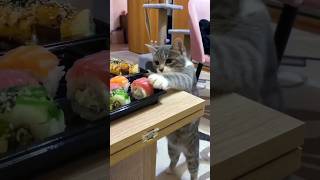 Funny Cats 😹 Episode 549 #Shorts