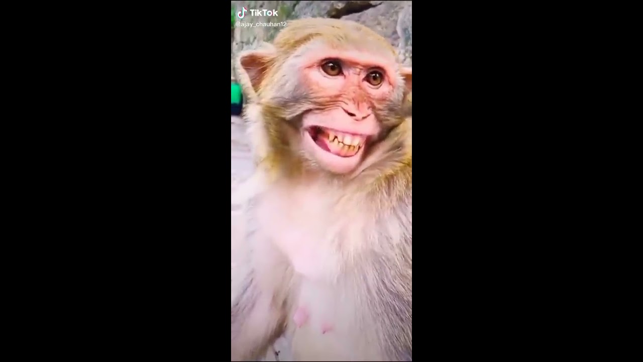 Laughing monkey