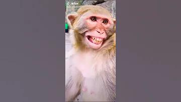 Laughing monkey🙈🙈🙈