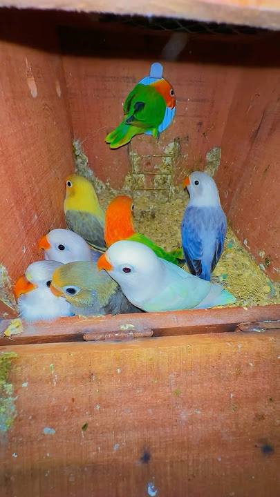 #lovebirds #breedingpair #lovesigns #lovebirdsfarming #birds