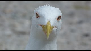 Чайка. Вид снизу. Sea-gull. Bottom view