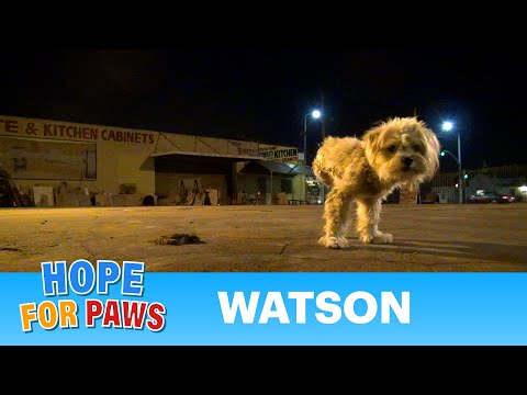 Dog rescue: Watson, the three legged dog - Please share and help us find him a home.