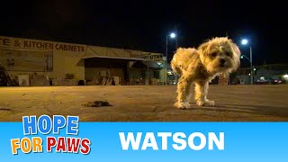 Dog rescue: Watson, the three legged dog - Please share and help us find him a home. #terrier