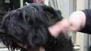 How to Brush a Bouvier