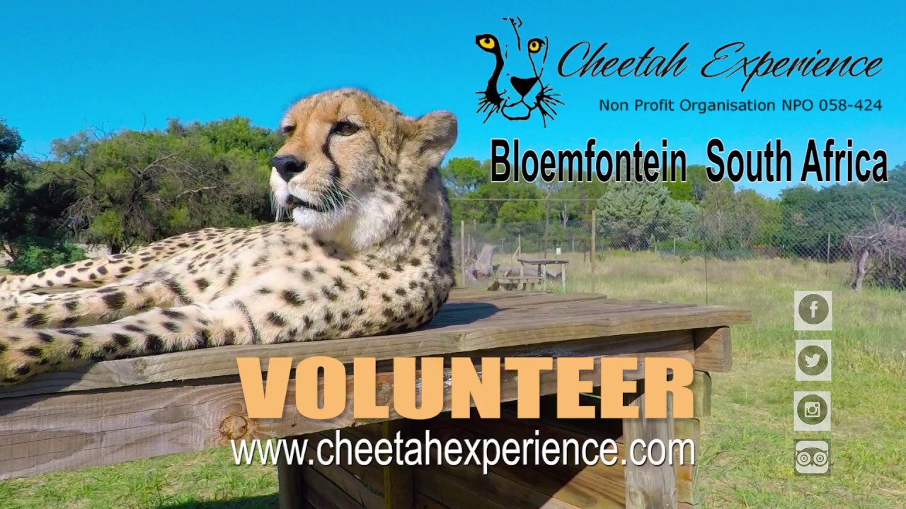 Volunteer at Cheetah Experience - Support Endangered Species Conservation