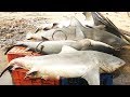 Big Fish Cutting | Big Fish Clean And Fillet Fish Cutting Skills