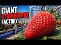 Process Chain Factory: giant strawberry factory
