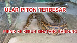 Ular Piton Terbesar Di Kebun Binatang Bandung